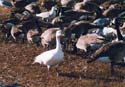 3.snowgoose