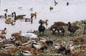 4.canadagoose