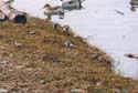 5.ducks