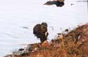 6.otter